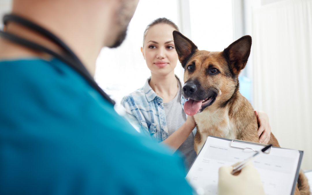 Cachorro em visita ao veterinário através do convênio pet