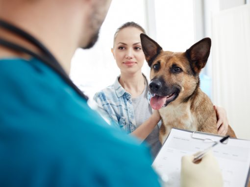 Cachorro em visita ao veterinário através do convênio pet